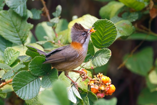 Whiskered Yuhina Yuhina flavicollis Beautiful Birds of Thailand eating fruit