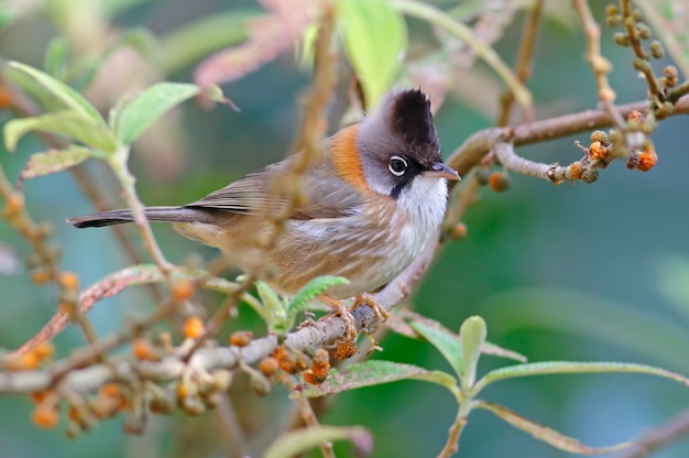 Whiskered Yuhina Yuhina flavicollis Beautiful Birds of Thailand