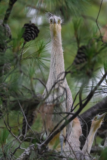 Whistling Heron Syrigma sibilatrix xAIbera Marshes Corrientes Province Argentina