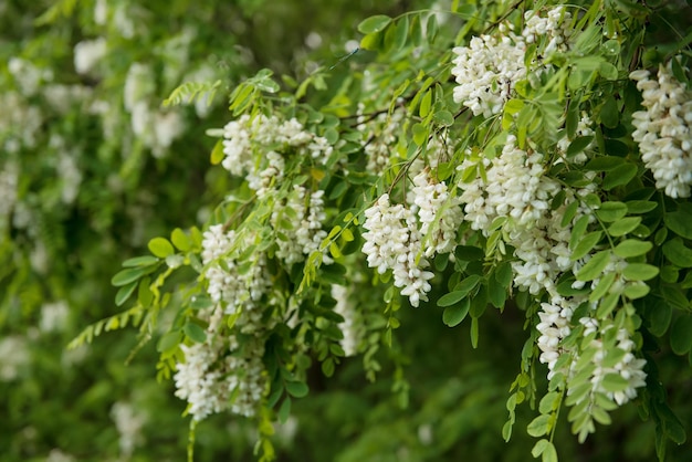 White acacia flowers