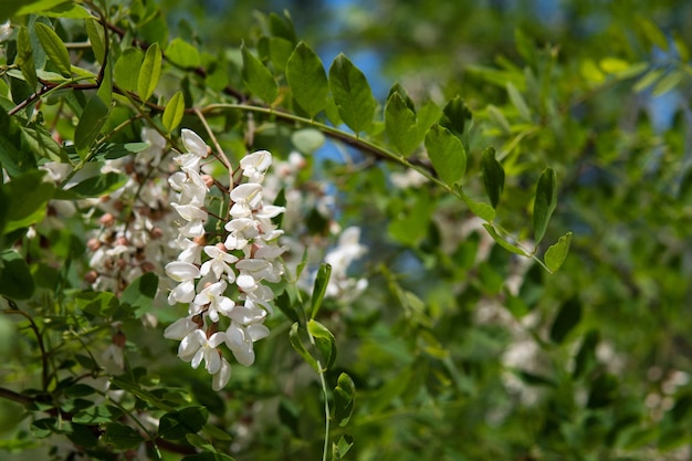 White acacia tree is blooming in the forest Dense flowering branch