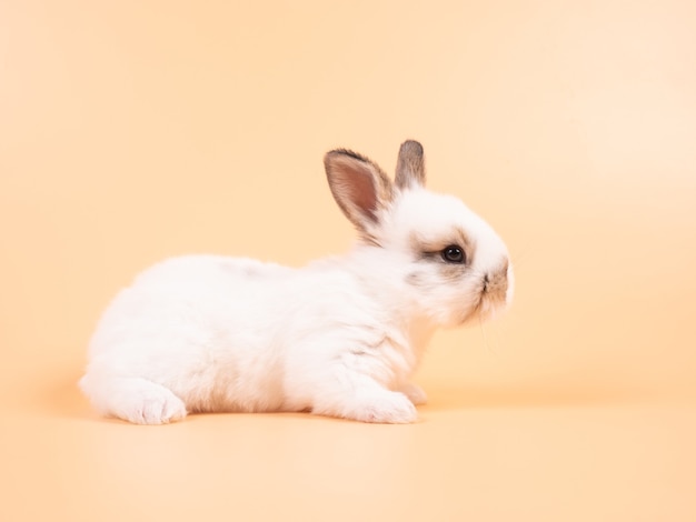 White adorable baby rabbit on yellow background. Cute baby rabbit.