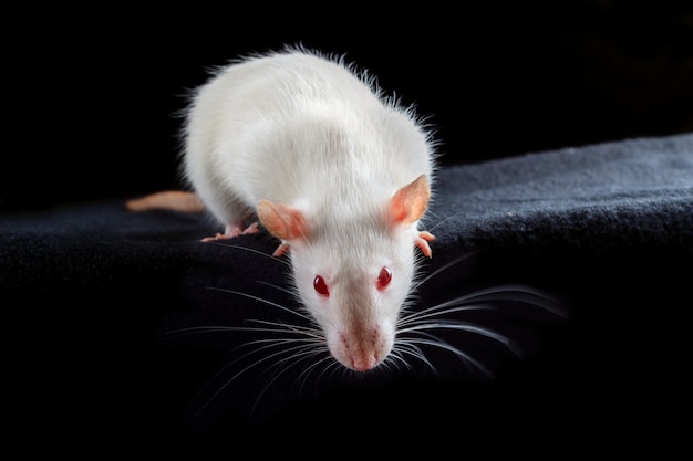 White albino pet rat with red eyes