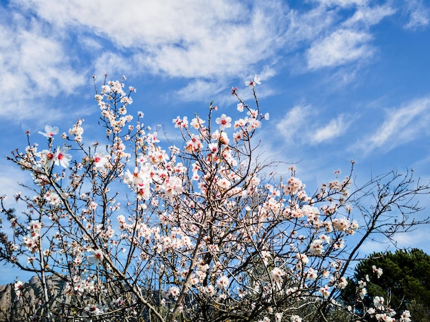 White almond tree flowers with blue sky background and white clouds.