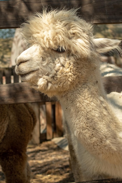 White Alpaca closeup standing in a wooden paddock