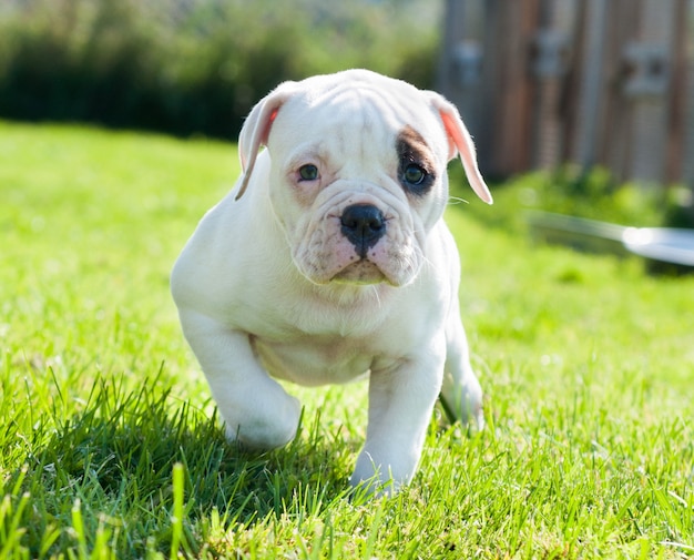 white American Bulldog puppy dog on nature