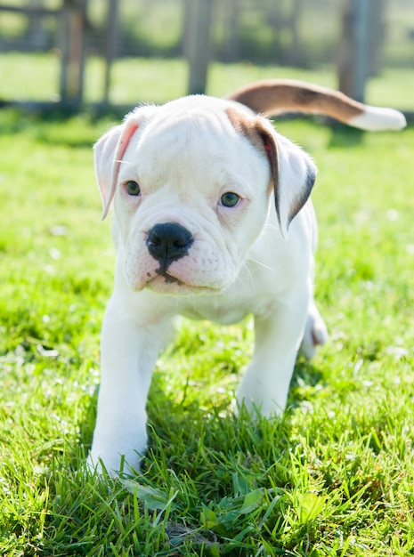 white American Bulldog puppy dog on nature