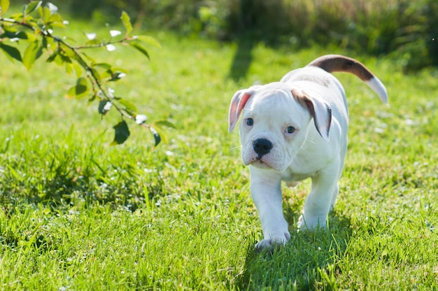 White American Bulldog puppy is moving on nature