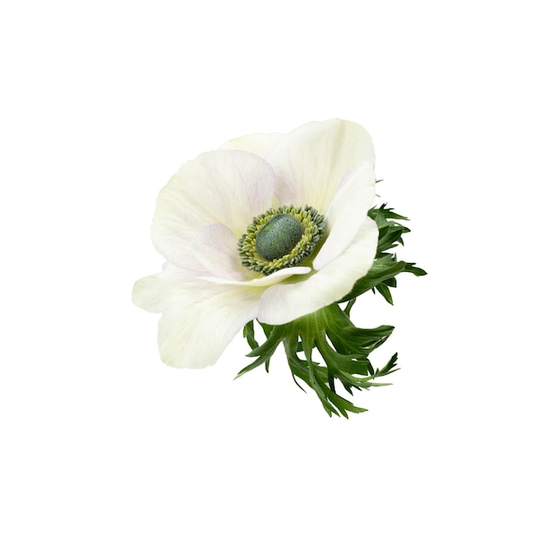 White anemome white green center isoated on white background