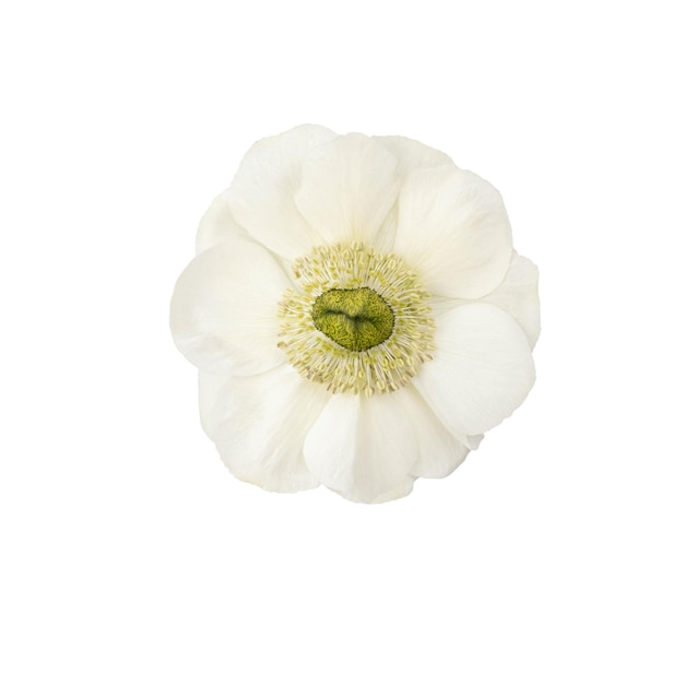 White anemone flower head isolated white background