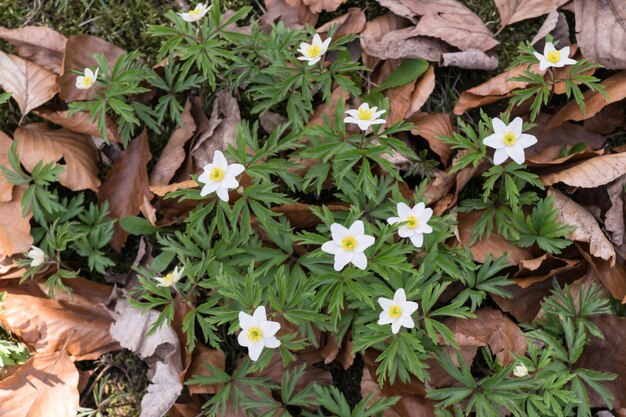 White Anemone Nemorosa