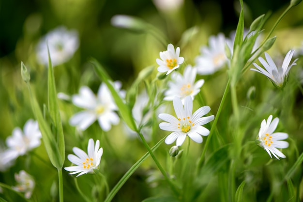 White anemone wildflowers in spring forest