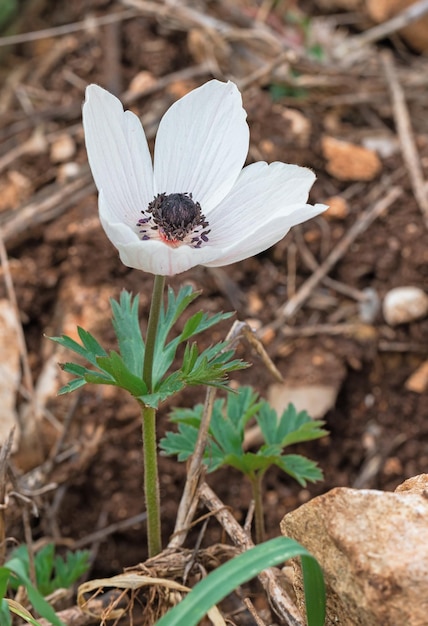 White anemones closeup on a background of green grass