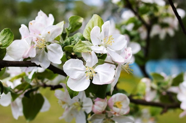 White apple blossoms on a branch closeup