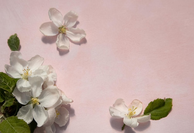 White apple blossoms on a light background with a place for your text Spring season spring colors Wallpaper background