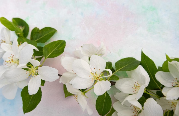 White apple blossoms on a light background with a place for your text Spring season spring colors Wallpaper background