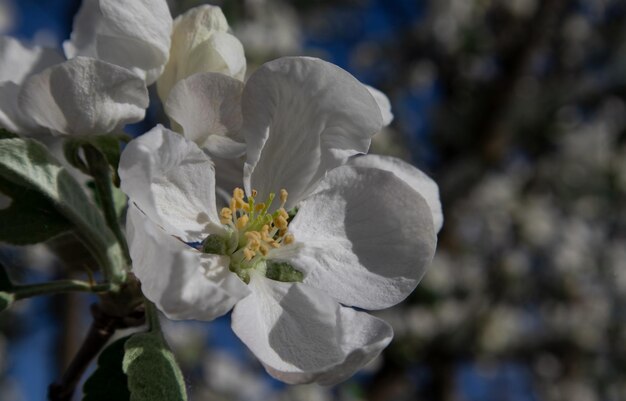 White apple blossoms Spring season spring colors Wallpaper background