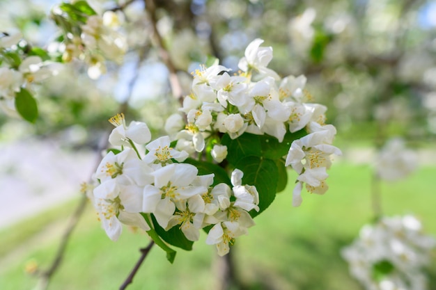 White apple flowers beautiful flowering apple trees background with blooming flowers in spring day b