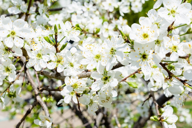 White Apple Flowers. Beautiful flowering apple trees. Background with blooming flowers in spring day. Blooming apple tree (Malus domestica) close-up. Apple Blossom. The springtime.