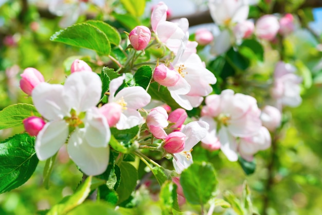 White apple flowers. Blossom tree at spring