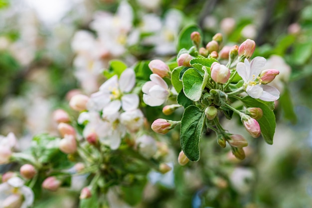 White apple flowers on the branch