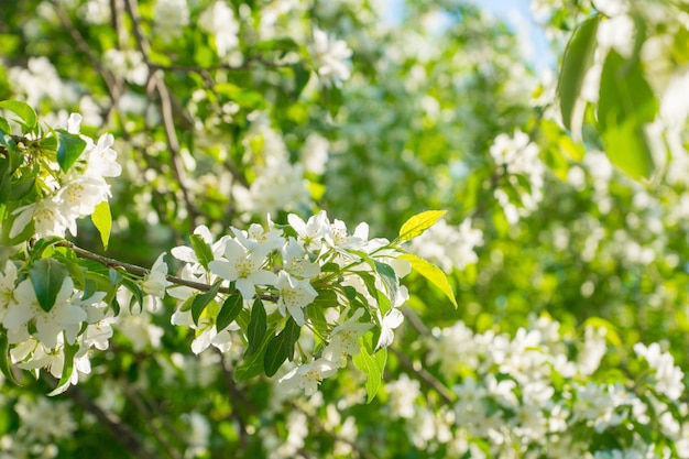 White apple flowers in nature