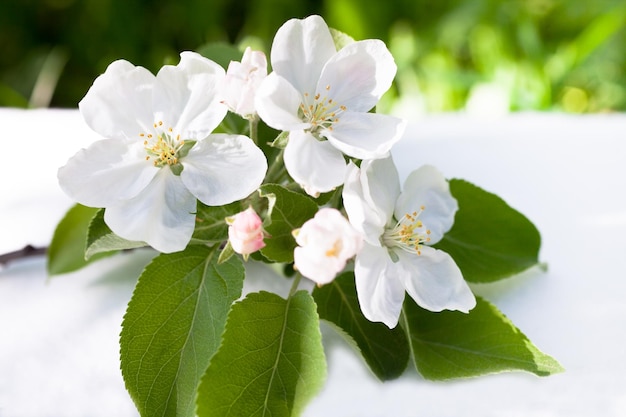 White apple tree flowers closeup