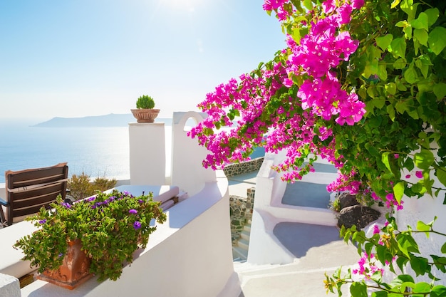 White architecture on Santorini island, Greece. Beautiful terrace with pink flowers, sea view.