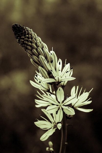 White Asphodel flower with foliage background in black and white