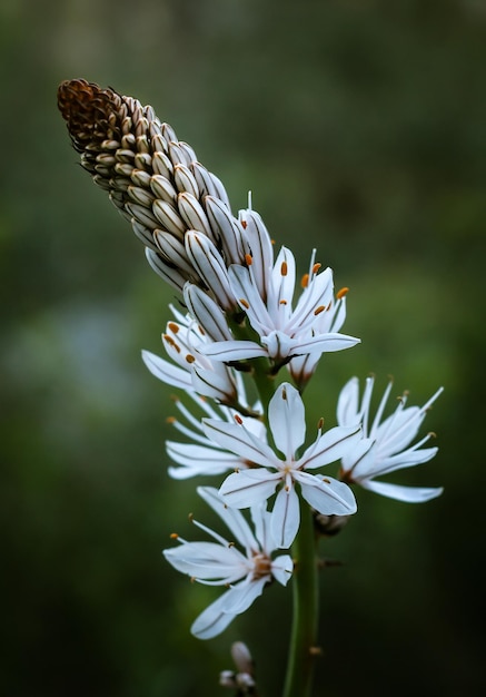 White Asphodel flower with green foliage background