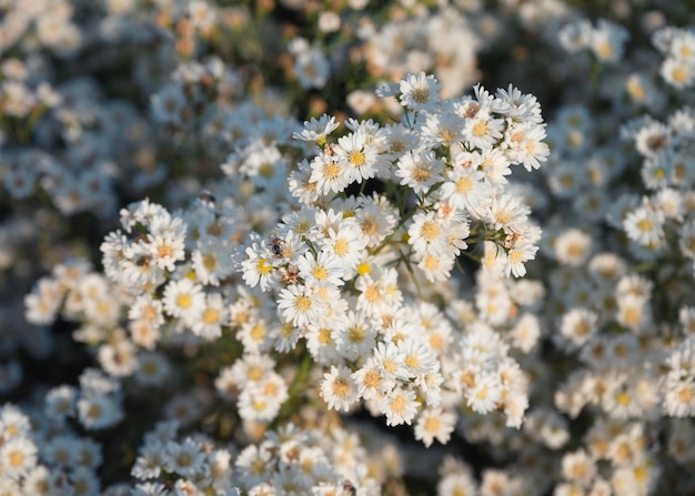 White aster flower blooming in the garden