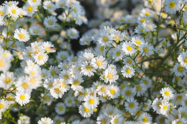 White aster flower blooming in the garden