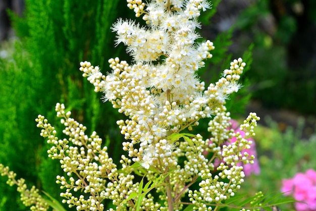 White astilba flower in the garden. Nature, flowerbeds