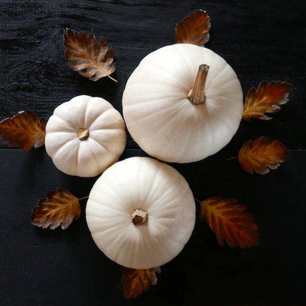 White autumn pumpkin