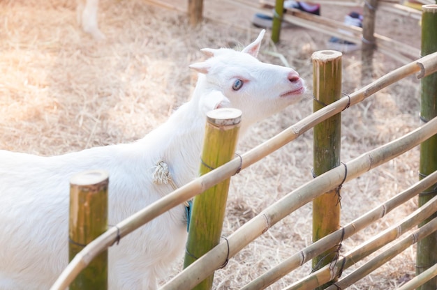 White baby goat playing with bamboo fence Close up of white goats in farmBaby goat in a farm