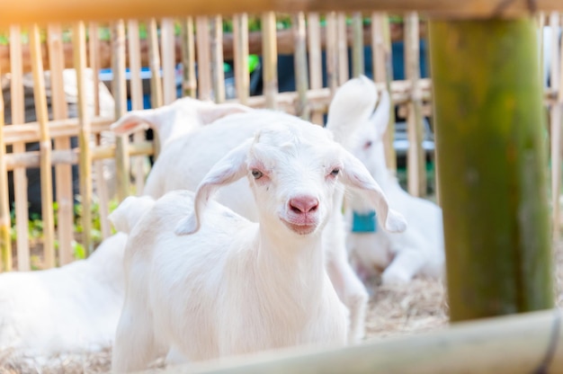 White baby goat playing with bamboo fence Close up of white goats in farmBaby goat in a farm