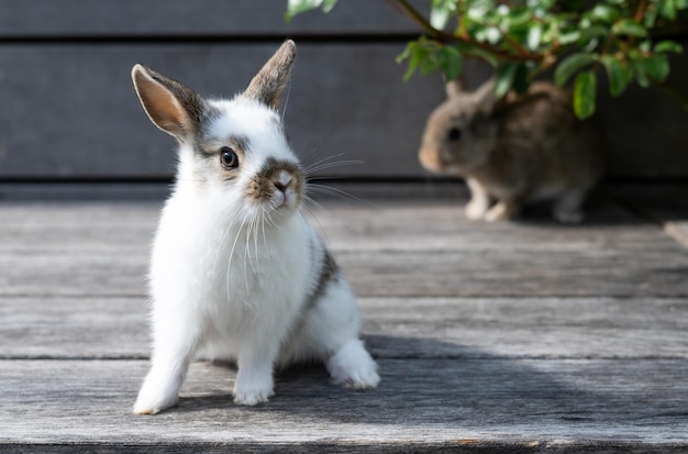 White baby rabbit outdoors breeding pets Easter concept