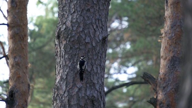 White-backed woodpecker searching insects perched on the forest tree and flies from branch to branch