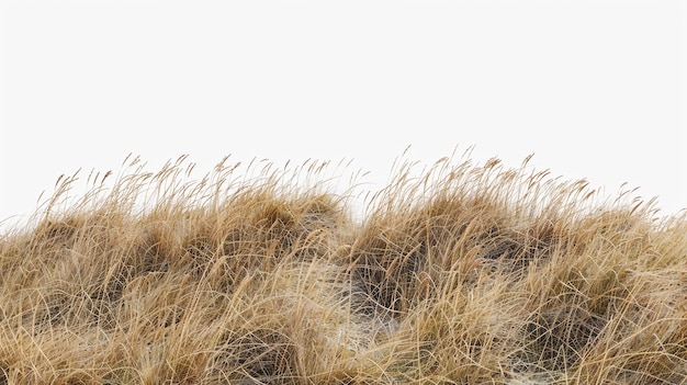 a white background with dry grass and a white background