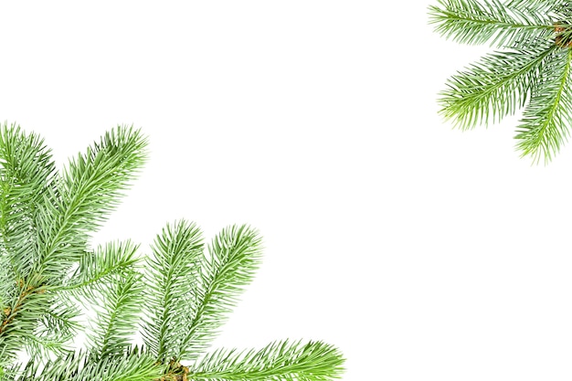 White background with a frame of fir branches isolated on white with copy space.