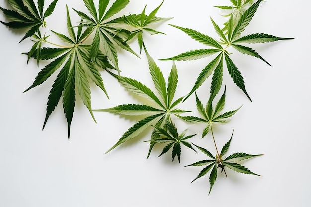 A white background with green cannabis leaves on it