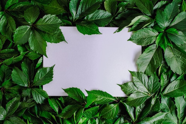 White background with green foliage