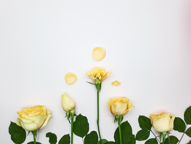 A white background with yellow roses and petals that have been wilted.