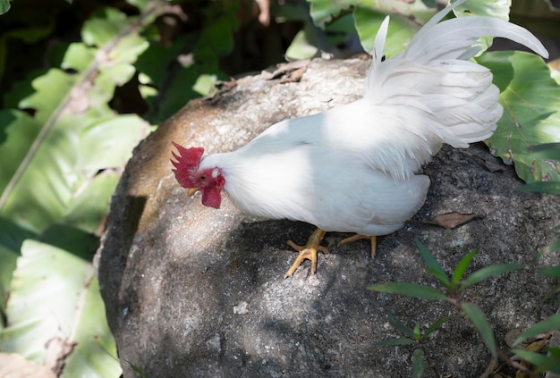 A white bantam walks in the garden forest