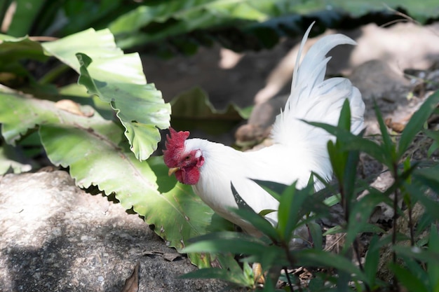 A white bantam walks in the garden forest