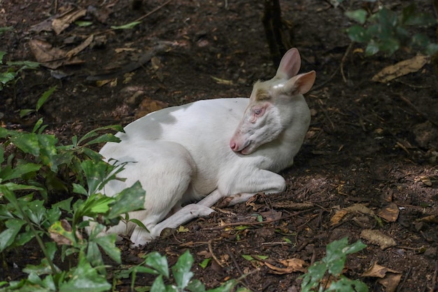 White barking deer is rest in forest