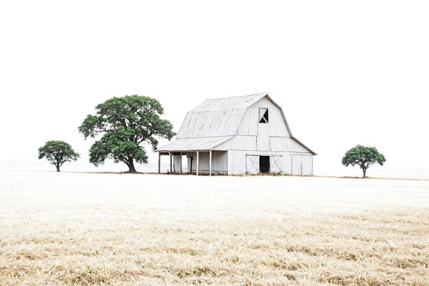 White Barn in a Field of Wheat