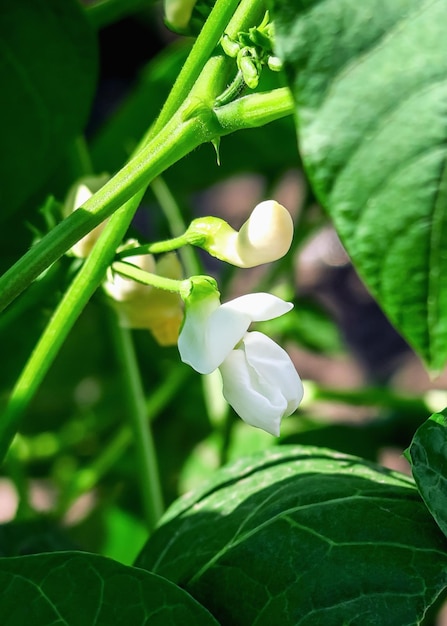 white bean flowers grow on a vegetable farm. bean cultivation concept