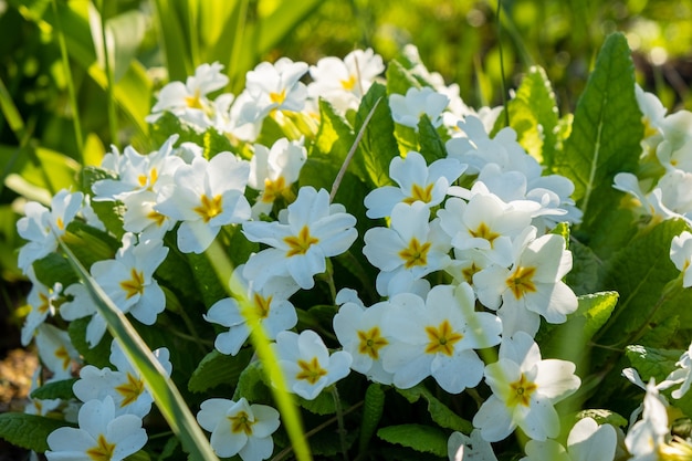 White beautiful blooming flowers in the ground