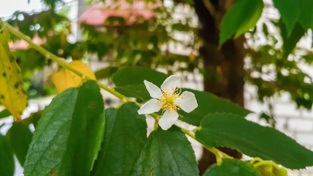 White beautiful flower of kersen tree or muntingia calabura flower